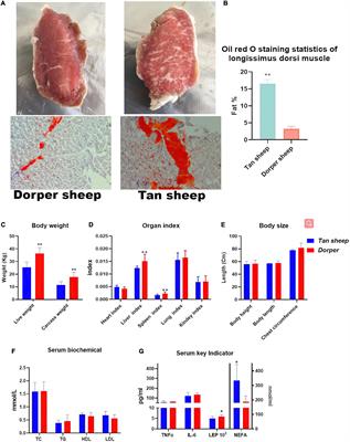 Contribution of gut microbiomes and their metabolomes to the performance of Dorper and Tan sheep